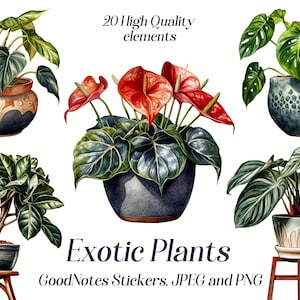 Pu&ograve; includere: 20 illustrazioni ad acquerello di alta qualit&agrave; di piante esotiche in vaso. Le piante includono Monstera Deliciosa, Anthurium e Ficus Lyrata. Le illustrazioni sono perfette per creare adesivi digitali, scrapbooking o altri progetti creativi. Adesivi GoodNotes, JPEG e PNG.