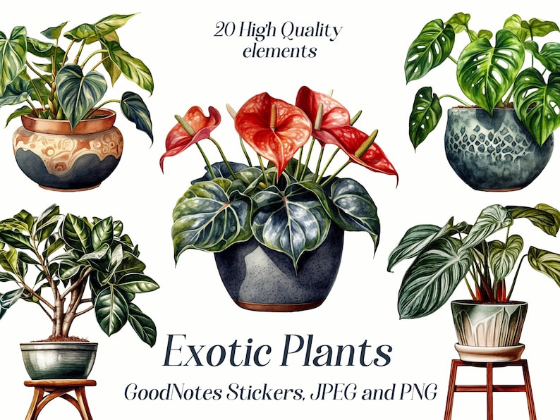 Pu&ograve; includere: 20 illustrazioni ad acquerello di alta qualit&agrave; di piante esotiche in vaso. Le piante includono Monstera Deliciosa, Anthurium e Ficus Lyrata. Le illustrazioni sono perfette per creare adesivi digitali, scrapbooking o altri progetti creativi. Adesivi GoodNotes, JPEG e PNG.