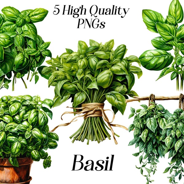 Watercolor basil clipart, 5 high quality PNG files, culinary herbs, herbal plants, card making, kitchen decor, printable wall art