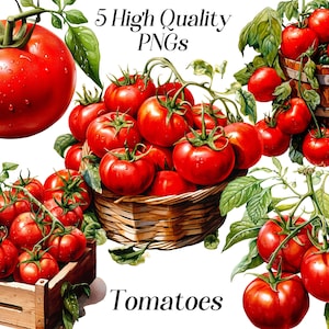 Tomatoes clipart, 5 high quality PNG files, vegetables, farm fresh, garden tomatoes, fresh produce, organic tomatoes, botanical, digital