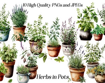Watercolor Herbs Clipart: Potted Plants Graphics (JPEG, PNG)