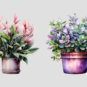 May include: Two potted plants, one with pink flowers and green leaves, the other with purple and green leaves.