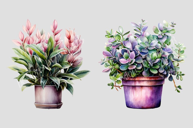 May include: Two potted plants, one with pink flowers and green leaves, the other with purple and green leaves.