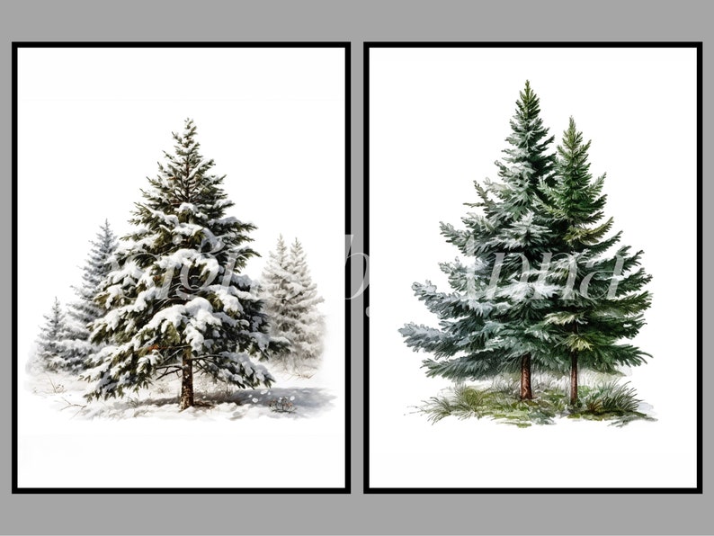 Peut inclure: Deux illustrations d'arbres &agrave; feuilles persistantes. La premi&egrave;re image montre un arbre recouvert de neige dans un paysage enneig&eacute;. La deuxi&egrave;me image montre un arbre vert sur un fond blanc.