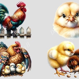 May include: A colorful rooster stands on a wooden fence, while a fluffy yellow chick sits on a white background. A hen with colorful feathers sits with her chicks, and two chicks, one yellow and one brown, peck at a seed on the ground.