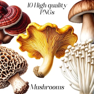 Aquarel paddenstoelen clipart, 10 hoge kwaliteit png-bestanden, bospaddenstoelen, afdrukbare paddenstoelillustratie, afbeeldingen van schimmels
