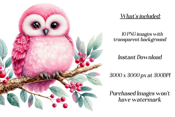 Buo Animado Rosa Clipart De Búho Rosa