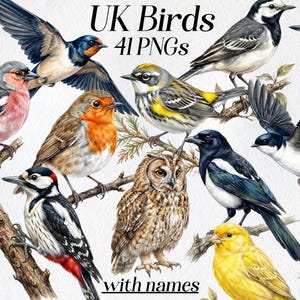Op de afbeelding: Waterverfillustraties van verschillende Britse vogels, waaronder een roodborstje, uil en zwaluw, op takken. De afbeelding bevat de tekst "UK Birds 41 PNGs with names."
