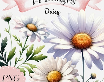 Watercolor Daisy Clipart: 14 PNG Floral Illustrations (Digital Download)