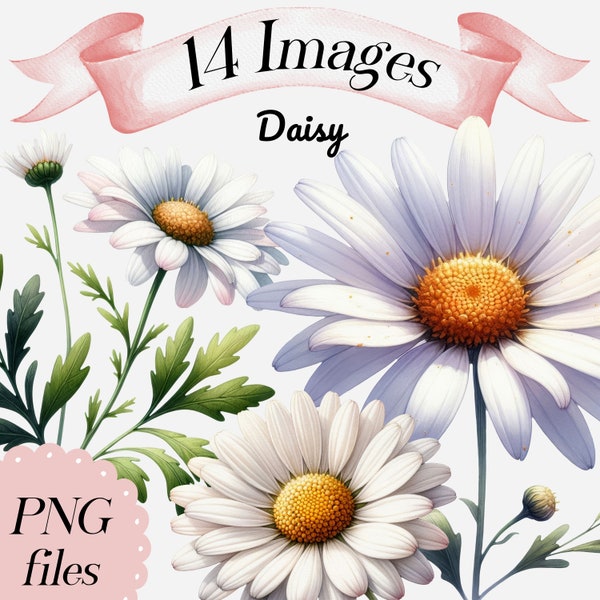 Watercolor Daisy clipart, 14 PNG files, flower clipart, wildflower, daisy with stem, floral clip art, botanical, summer flower, illustration