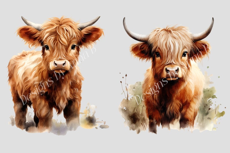 May include: Two watercolor paintings of Highland cattle. The cattle are brown and white with long, shaggy fur. They are looking directly at the viewer. The paintings are set against a light gray background.