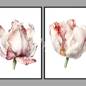 May include: Two watercolor paintings of white and pink tulips with red edges. The tulips are in bloom and have a delicate, romantic feel.