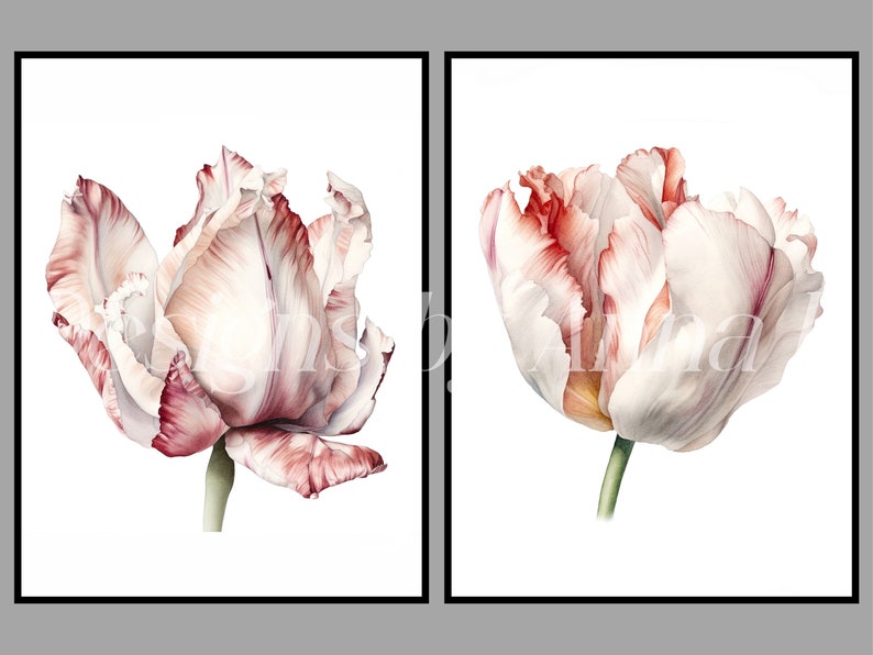 May include: Two watercolor paintings of white and pink tulips with red edges. The tulips are in bloom and have a delicate, romantic feel.