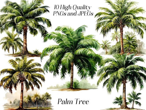 Watercolor Palm Tree Clipart: Tropical PNG & JPEG Files (Digital Download)