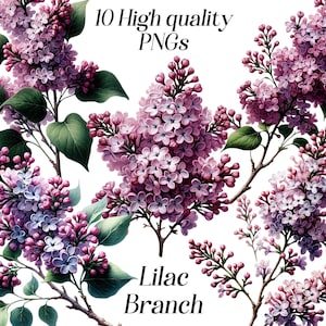Imágenes prediseñadas de rama lila de acuarela, 10 archivos PNG de alta calidad, imágenes prediseñadas florales, flores de color púrpura, imágenes prediseñadas botánicas, ilustración de rama floral