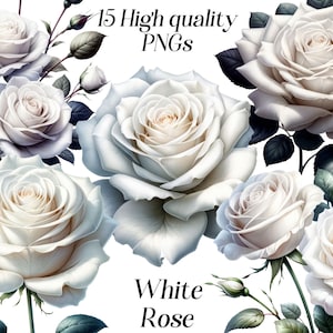 Clipart rose blanche aquarelle, 15 fichiers PNG de haute qualité, fleur blanche, illustration rose, clipart floral, image botanique, imprimable