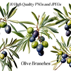 Imágenes prediseñadas de ramas de olivo de acuarela, 10 archivos JPEG y PNG de alta calidad, imágenes prediseñadas de olivo, imágenes prediseñadas de vegetación, ilustración botánica
