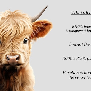 May include: A close-up portrait of a Highland cow with long, shaggy, light brown fur. The cow has a light brown nose and large, dark brown eyes. The background is a light gray.