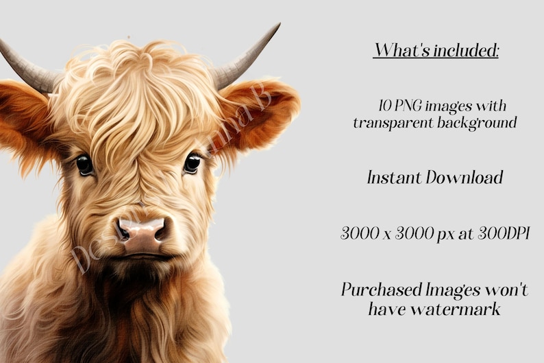 May include: A close-up portrait of a Highland cow with long, shaggy, light brown fur. The cow has a light brown nose and large, dark brown eyes. The background is a light gray.