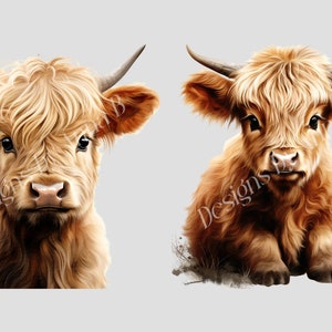 May include: Two Highland cattle, one standing and one sitting, both with long, fluffy, light brown fur and large, dark eyes. The cattle are looking directly at the viewer.