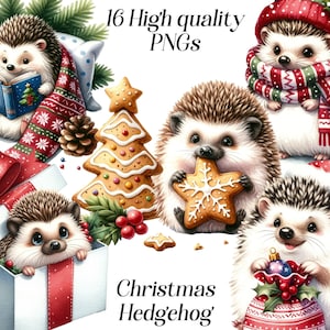 Clipart di riccio di Natale dell'acquerello, 16 file PNG di alta qualità, clipart di Natale, vacanze invernali, simpatici animali, grafica stampabile