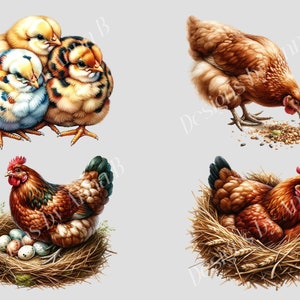 May include: Four illustrations of chickens. The first image shows three chicks, one yellow, one white with black spots, and one brown with black spots. The second image shows a brown hen pecking at seeds on the ground. The third image shows a brown hen sitting in a nest of straw with several white eggs. The fourth image shows a brown hen sitting in a nest of straw.