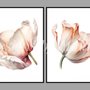 May include: Two watercolor paintings of peach-colored tulips with white edges. The tulips are painted in a realistic style and have a soft, romantic feel.