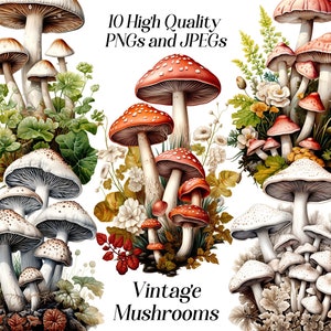 Aquarel vintage champignons clipart, 10 hoge kwaliteit jpeg- en png-bestanden, bosplanten, cottage core, printables