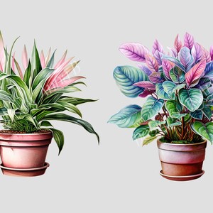 May include: Two potted plants with colorful leaves. The plant on the left has green leaves with pink and white stripes. The plant on the right has green leaves with purple and pink stripes.