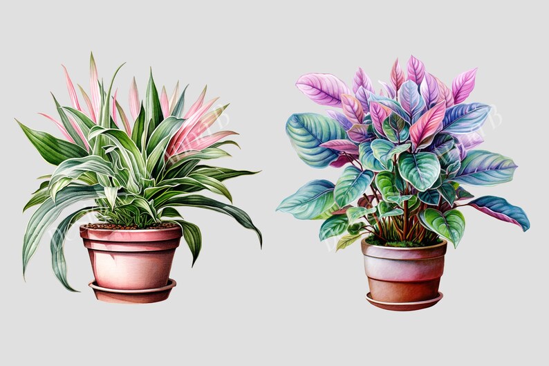 May include: Two potted plants with colorful leaves. The plant on the left has green leaves with pink and white stripes. The plant on the right has green leaves with purple and pink stripes.
