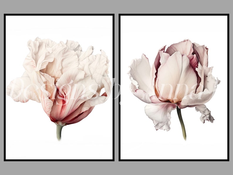 May include: Two white and pink flowers with red accents, painted in a realistic style. The flowers are on a white background.
