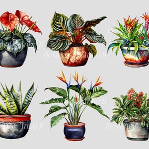 Pu&ograve; includere: Sei piante in vaso con vari tipi di fogliame e fiori. Le piante includono un anturio rosso, una pianta serpente verde e gialla, una bromelia verde e rossa, una bromelia verde e rossa, una bromelia verde e rossa e un uccello del paradiso verde e arancione.