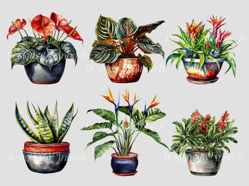 Pu&ograve; includere: Sei piante in vaso con vari tipi di fogliame e fiori. Le piante includono un anturio rosso, una pianta serpente verde e gialla, una bromelia verde e rossa, una bromelia verde e rossa, una bromelia verde e rossa e un uccello del paradiso verde e arancione.