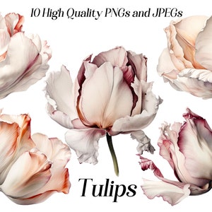Clipart tulipani acquerello, 10 file JPEG e PNG di alta qualità, clipart floreale, illustrazione tulipano bianco, grafica stampabile, digitale