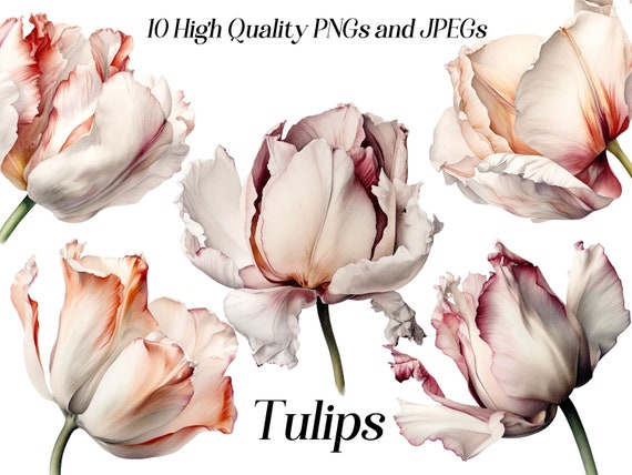 Watercolor Tulip Clipart: Floral PNG & JPEG Graphics (Digital Download)