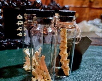 Animal bone curio bottle