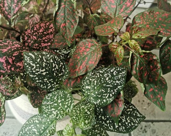 Hypoestes Phyllostachya / Polka dot plant / Red / White / Pink / Mixed Colors Potted Plant / Household Plant - Propagation