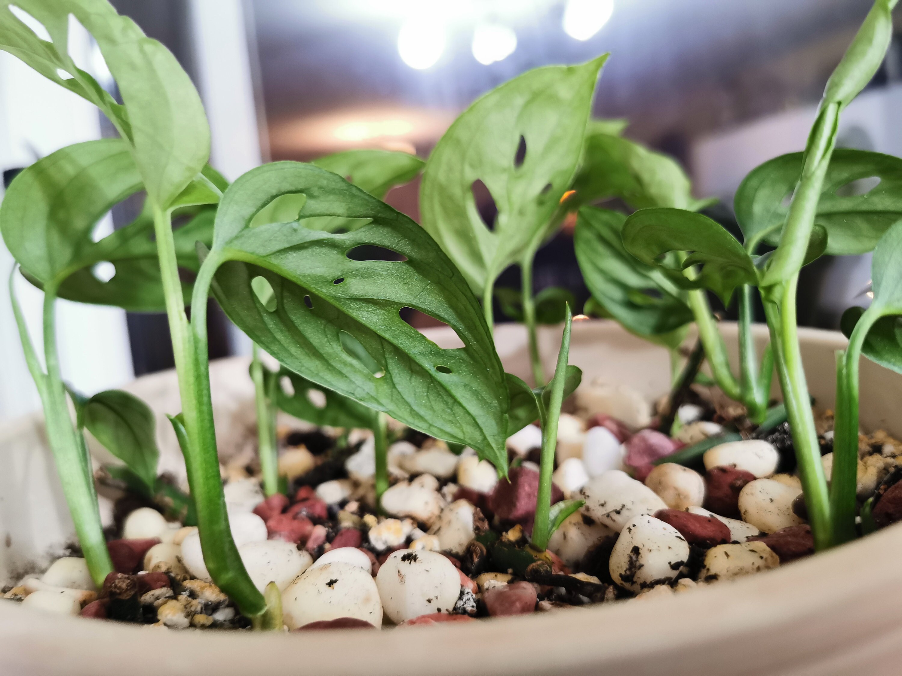 philodendron mamei kaufen Philodendron Mamei (Silver Cloud) – Plantstop.us