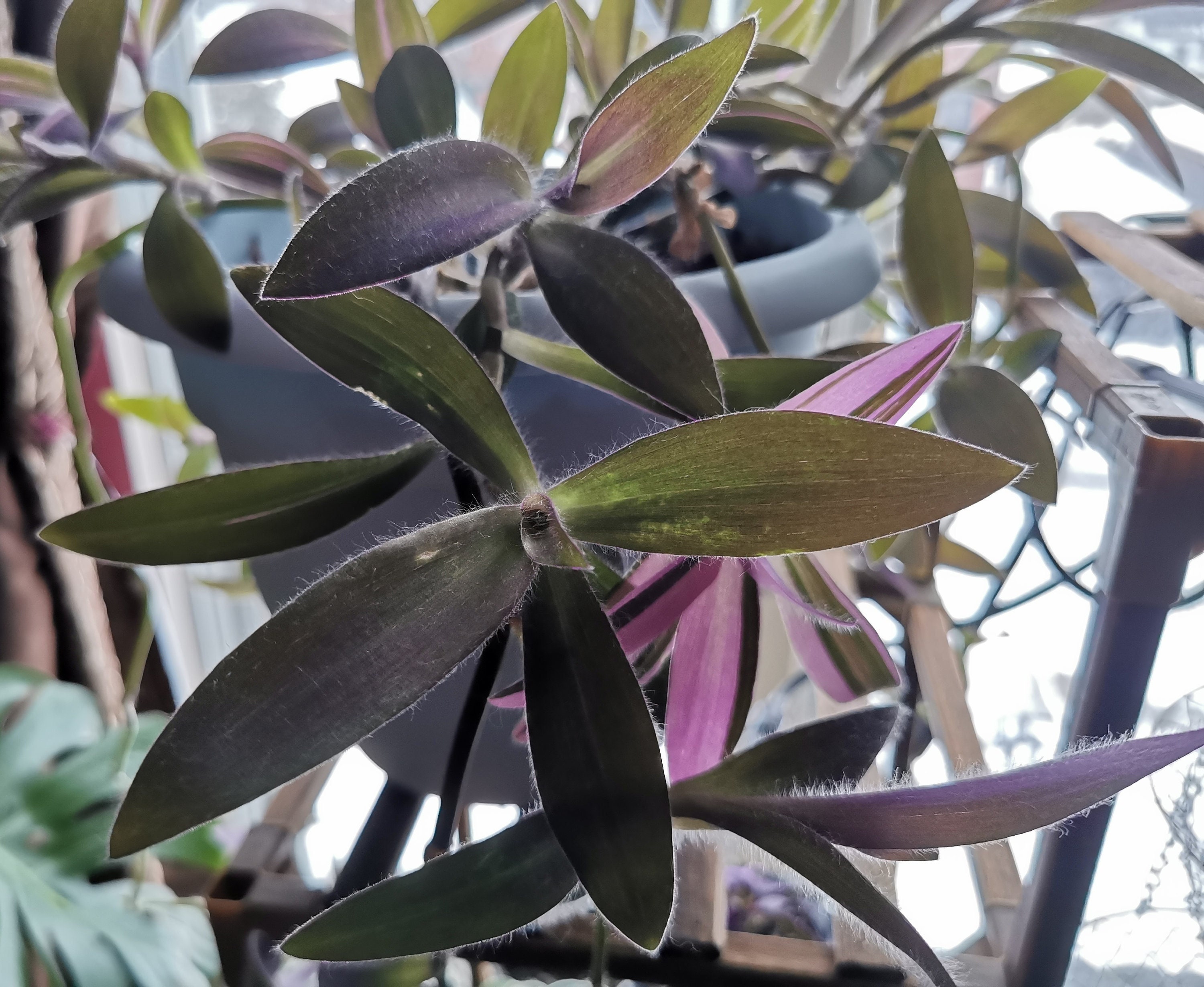Tradescantia Pallida/purple Misery Potted Plant / Household Plant