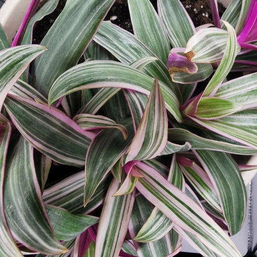 Tradescantia Spathacea/Oyster plant/Rhoeo Tricolor  Moses-in-the-cradle Potted plant / Household Plant - Propagation