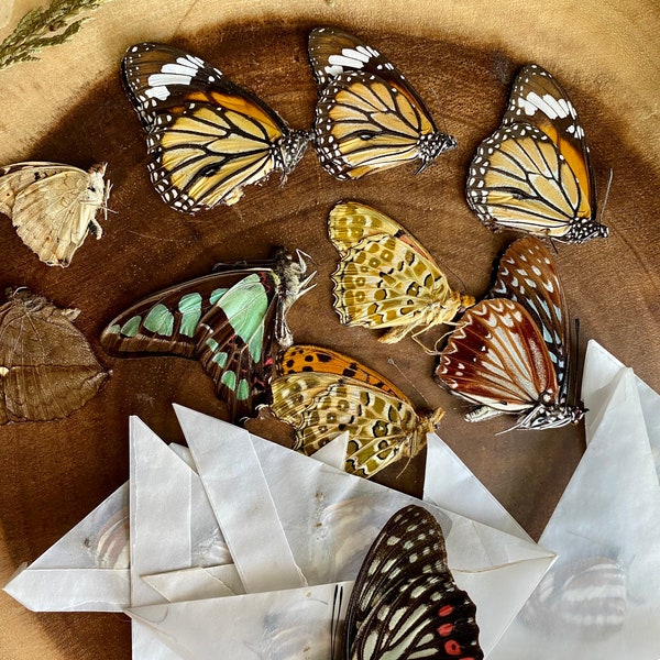 Assorted Taxidermy Butterflies for Pinning - Nature's Living Masterpieces: SINGLE butterfly