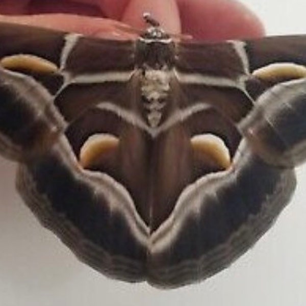 Farm-Raised Taxidermy Silk Moth - A Magnificent Celebration of Nature's Elegance