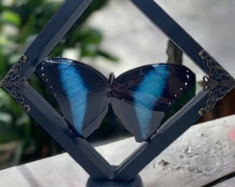 Blue Morpho Butterfly Framed Art - Unique 7x7 Inch Decor Piece