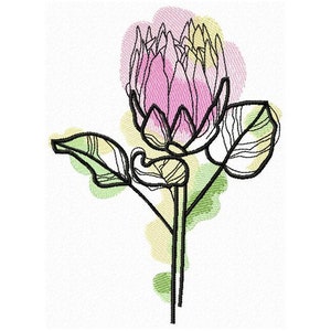 Puede incluir: Un dibujo de línea de una flor de protea rosa con hojas verdes y lavados de acuarela rosa, verde y amarillo.