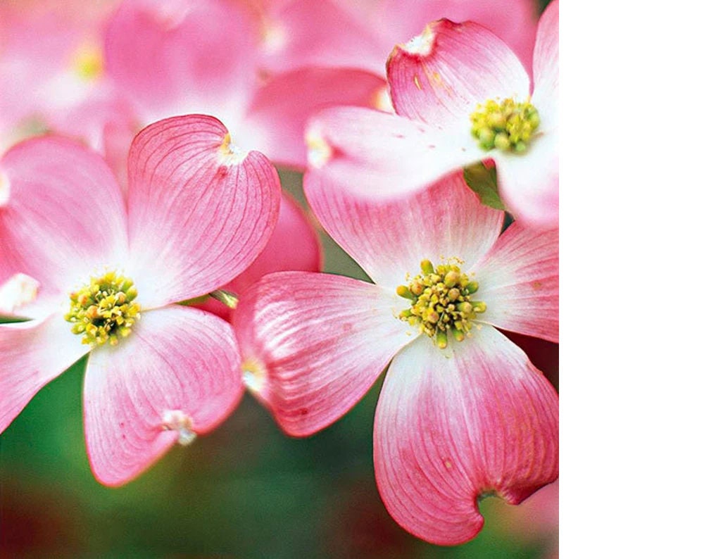Beautiful Pink Dogwood Tree Spring Blooms Next Year Etsy