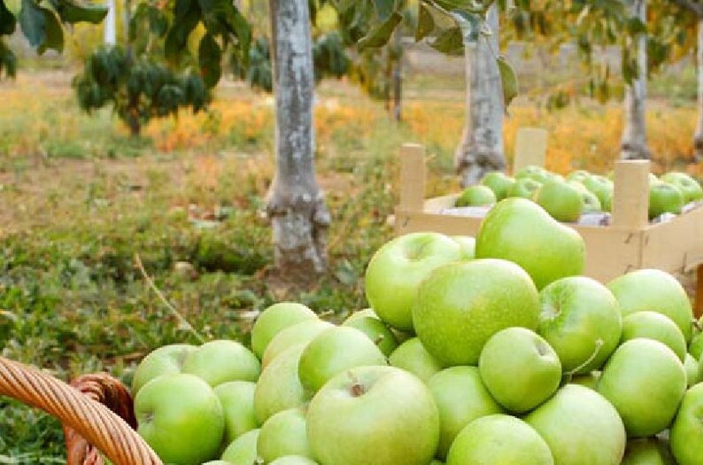 Fruit Tree Sale 2 Granny Smith Apple Trees 3 Feet Tall Plant Etsy