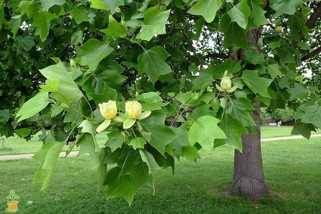 4 Tulip Poplar Trees Fast Growing Shade Trees Etsy