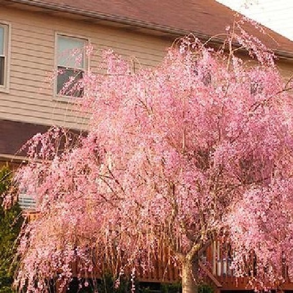This weeping cherry tree in my yard : r/gardening