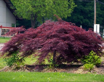 Fast Shipping! Live Tree!  Laceleaf Japanese Weeping Maple Great Little Tree  Bonsai, patio plant, container plant