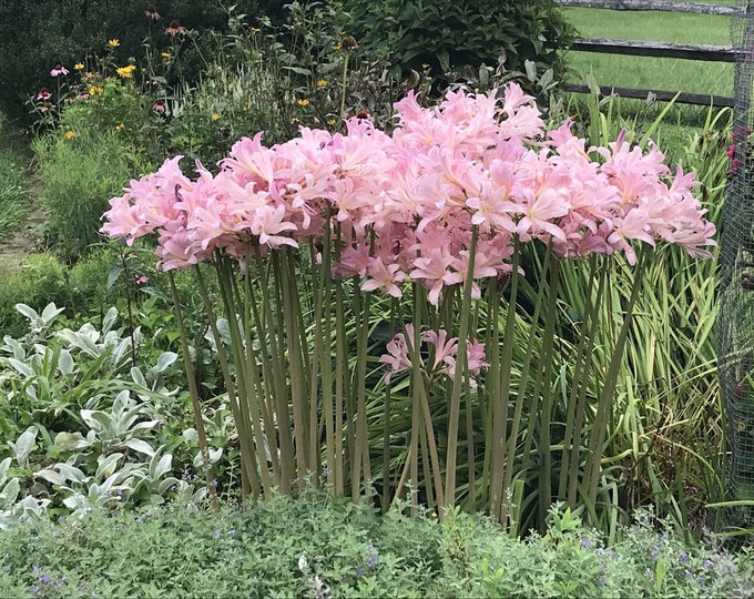 5 Magic Lily Bulbs, Japanese Spider Lilies, Surprise Lilies, Naked Lady